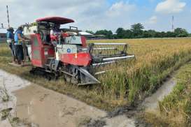 Mengais Butir Gabah di Balik Standar: Perjuangan Petani Kecil Cirebon Menembus Bulog