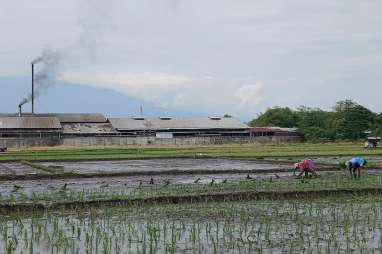 Di Bawah Bayang Beton: Perjuangan Petani Cirebon dalam Deru Alih Fungsi Lahan