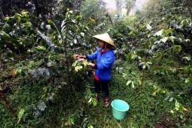 5,71 Juta Tanaman Kopi di Garut Belum Produktif