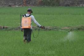 Petani di Sumsel Perlu Sesuaikan Pola Tanam Saat Masuki Musim Pancaroba