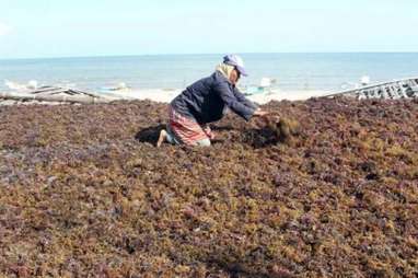 Sulsel Dorong Industri Hilir Rumput Laut dan Teripang Pasir