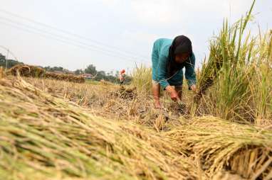 BPK Ungkap Biang Kerok Harga Komoditas Pangan Meroket