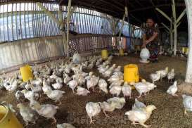 Akhir Oktober: Harga Mayoritas Pangan di Cirebon Stabil, Kecuali Daging Ayam Ras Segar