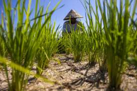 Sawah Mengering di Sumbar, Ratusan Hektare Terancam Gagal Panen