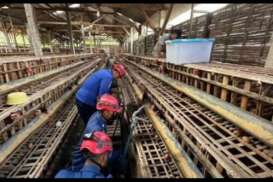 Ular Piton Pemangsa Ternak Ayam Dievakuasi dari Kandang