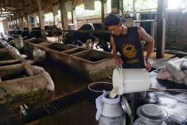 Susu Sapi Produksi Jateng Bakal Terserap Industri