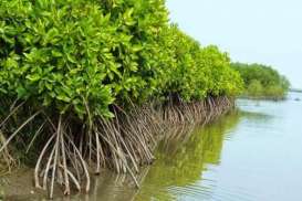 Begini Kondisi Ekosistem Mangrove di Jakarta, Solusi Atasi Banjir Usungan Pramono-Rano