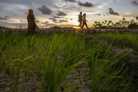 Sawah Tadah Hujan di Sumbar Mencapai 47.788 Ha