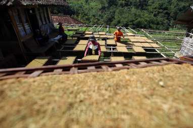 Petani Tembakau Protes Soal Rancangan Permenkes Lewat Kanal #LaporMasWapres