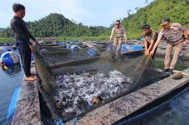 18.000 Ha Tambak Udang di Indramayu Disulap Jadi Area Budi Daya Ikan Nila Salin