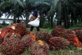 Harga Sawit Riau Turun Tipis jadi Rp3.689,26 per Kg