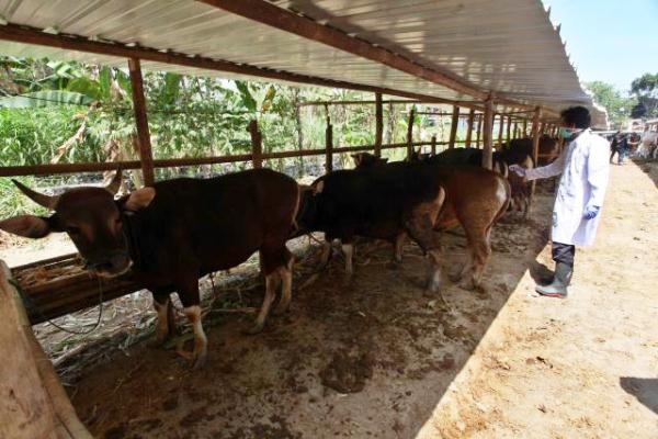 Kirim Sapi Hingga ke Hong Kong, NTT Jaga Populasi Ternak