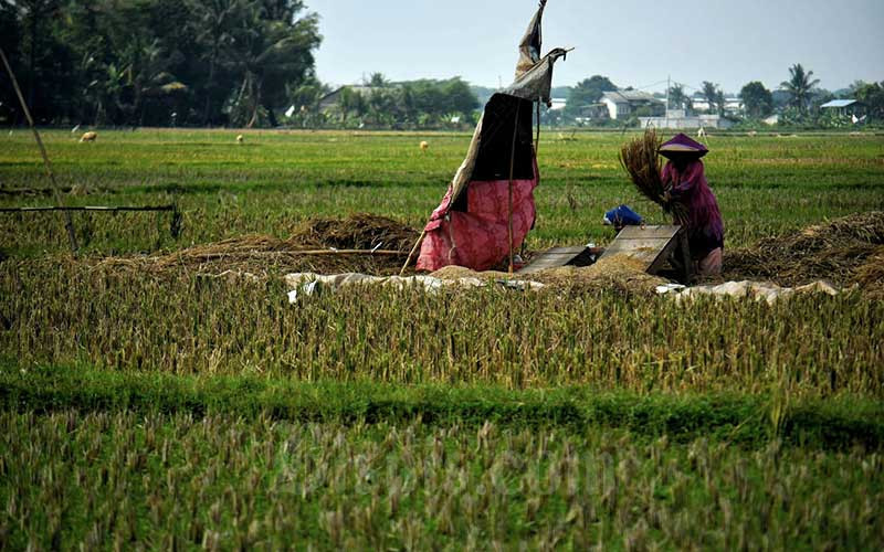 BPS Catat Adanya Penurunan Harga Gabah Di Tingkat Petani Hingga 5,17 Persen