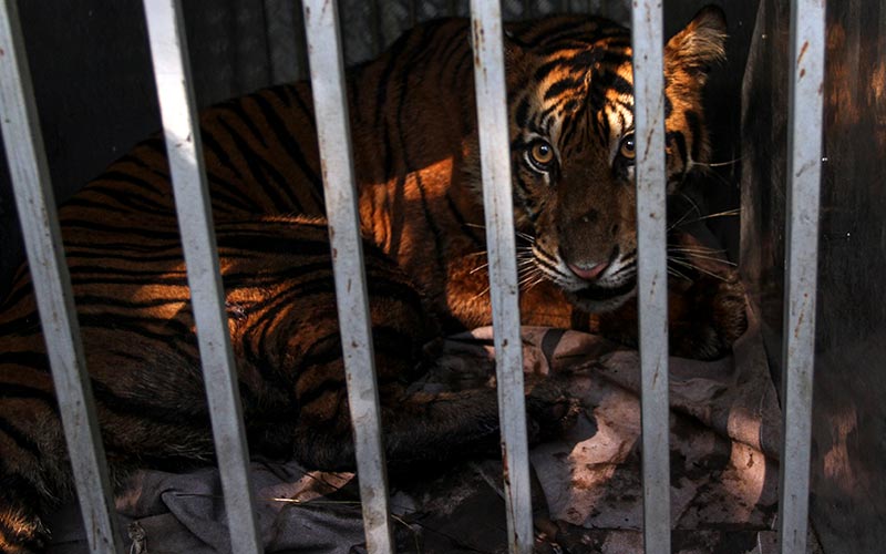 Bksda Sumbar Berhasil Menangkap Harimau Yang Memangsa Sapi Warga Bisnis Com