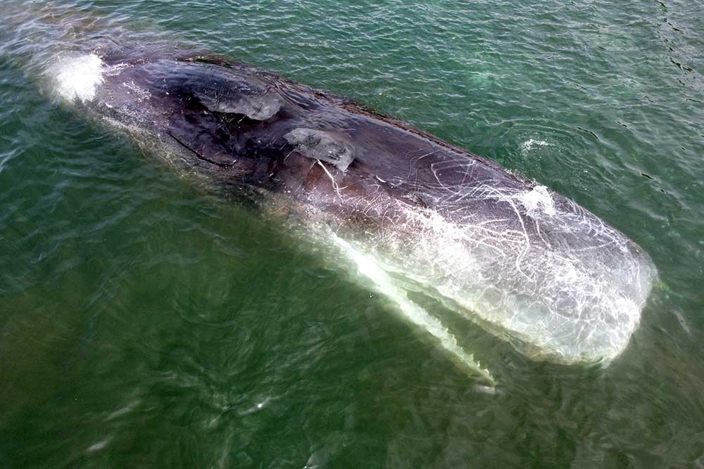 Bezovta, xunuk fohishalar video Rus politsiyasi porno