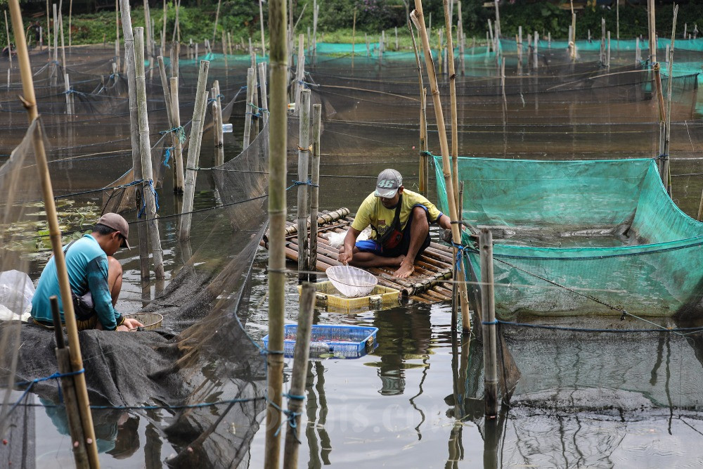 Peternak beraktivitas di antara keramba ikan hias di Kabupaten Bogor, Jawa Barat, Minggu (29/1/2023). Kementerian Kelautan dan Perikanan (KKP) mencatat realisasi produksi ikan sepanjang 2022 mencapai 24,87 juta ton, termasuk produksi perikanan budi daya yang mencapai 16,89 juta ton. Bisnis/Arief Hermawan P
