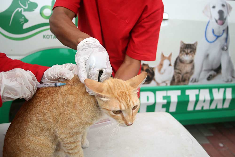 Dokter hewan dari Klinik Hewan Dinas Ketahanan Pangan (DKP) Kota Tangerang memberikan vaksinasi Rabies kucing milik warga saat pelaksanaan jemput bola Vaksinasi Rabies hewan peliharaan di Cipondoh, Tangerang, Banten, Selasa (31/1/2023). Program tersebut diselenggarakan bertujuan untuk  menjadikan Kota Tangerang bebas rabies dan memberikan edukasi tentang kesehatan hewan peliharaan kepada masyarakat. ANTARA FOTO/Muhammad Iqbal