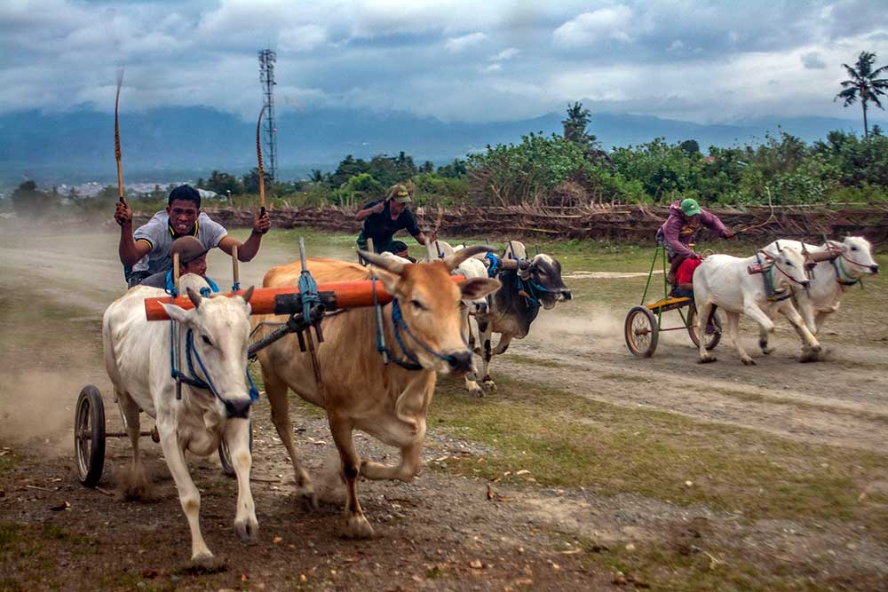 Joki memacu sapinya pada karapan sapi tradisional di Desa Baliase, Marawola, Sigi, Sulawesi Tengah, Rabu (1/2/2023). Tradisi karapan sapi yang diikuti perwakilan desa dan digelar usai panen raya itu menjadi salah satu bentuk ungkapan syukur atas hasil panen sekaligus menjadi ajang silaturahmi bagi warga antardesa di wilayah itu. ANTARA FOTO/Basri Marzuki