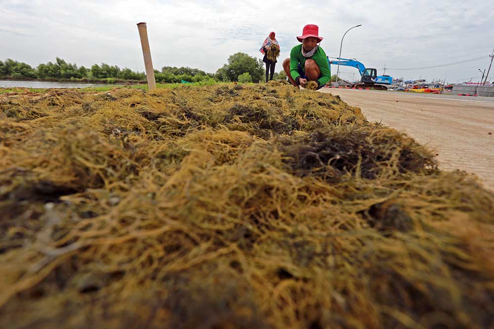 Petambak memanen rumput laut di Desa Karangsong, Indramayu, Jawa Barat, Rabu (8/2/2023). Presiden Joko Widodo berencana akan melakukan hilirisasi sumber daya alam sektor kelautan untuk meningkatkan perekonomian nasional. ANTARA FOTO/Dedhez Anggara