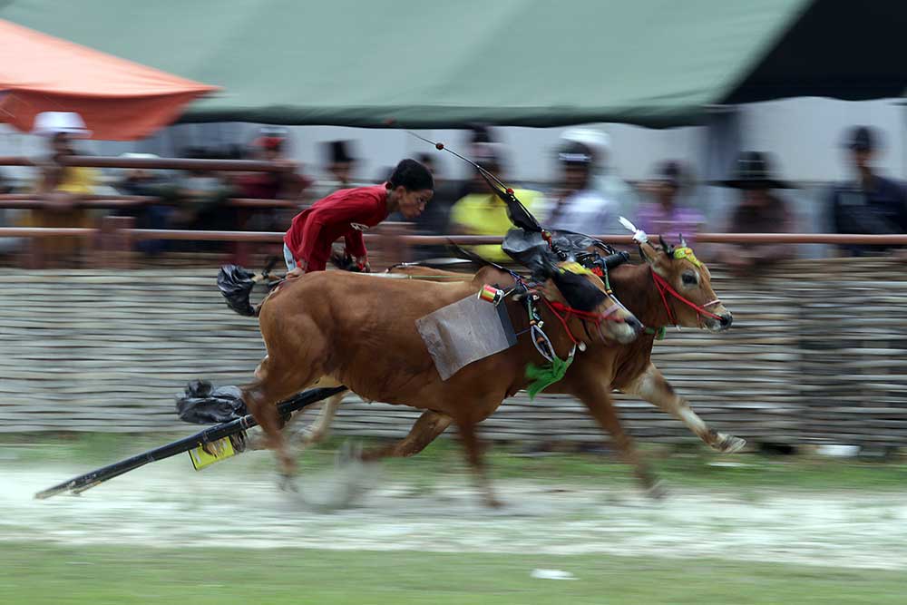 Joki memacu sapi saat lomba Karapan Sapi KASAD Cup 2023 di Stadion Karapan Sapi RP Moh Noer, Bangkalan, Jawa Timur, Senin (20/3/2023). Karapan Sapi tersebut memperebutkan Piala KASAD dengan tajuk "Perang Bintang" dan diikuti 48 peserta dari berbagai daerah di Jawa Timur. ANTARA FOTO/Moch Asim