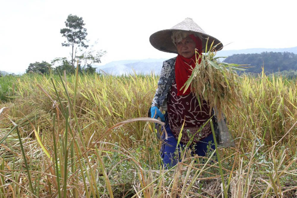 Petani memanen padi di Desa Jonjo Kabupaten Gowa, Sulawesi Selatan, Minggu (28/5/2023). Perum Bulog mencatat hingga minggu ketiga Mei 2023 pihaknya telah menyerap beras dalam negeri tahun ini sebanyak 500.000 ton. Bisnis/Paulus Tandi Bone