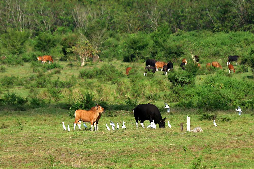 Sejumlah banteng Jawa (Bos Javanicus) berada di Savana Sadengan, Taman Nasional Alas Purwo, Banyuwangi, Jawa Timur, Jumat (2/6/2023). Data pengamatan satwa petugas TN Alas Purwo menunjukan pada tahun 2023 terpantau sebanyak 175 ekor banteng Jawa di Savana Sadengan atau mengalami peningkatan populasi dibandingkan tahun sebelumnya sebanyak 165 ekor. ANTARA FOTO/Budi Candra Setya
