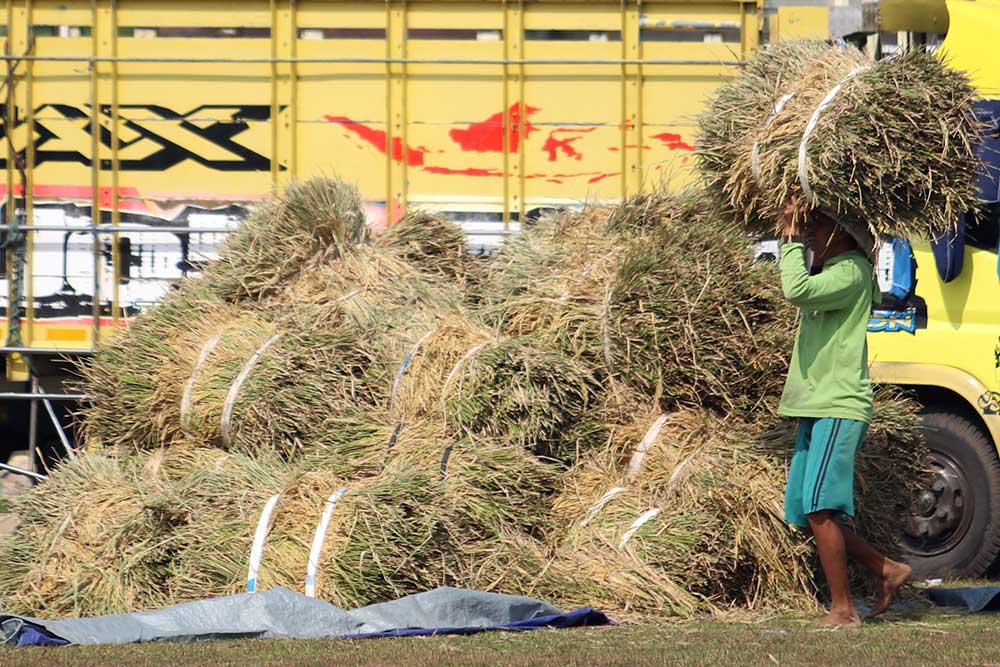 Petani memanen padi di area persawahan Desa Kacangan, Nganjuk, Jawa Timur, Selasa (6/6/2023). Badan Pusat Statistik (BPS) mencatat harga gabah kering panen (GKP) di tingkat petani naik 3,37 persen menjadi Rp5.583 per kilogram dan di tingkat penggilingan naik 3,77 persen menjadi Rp5.732 per kilogram pada Mei 2023. ANTARA FOTO/Prasetia Fauzani