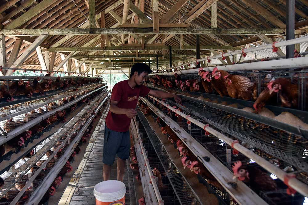 Pekerja memberikan pakan ayam petelur di Manonjaya, Kabupaten Tasikmalaya, Jawa Barat, Rabu (7/6/2023). Kementerian Perdagangan membuka opsi untuk kembali menyalurkan subsidi jagung bagi peternak agar harga pakan ternak terkendali dan dapat menurunkan harga telur. ANTARA FOTO/Adeng Bustomi