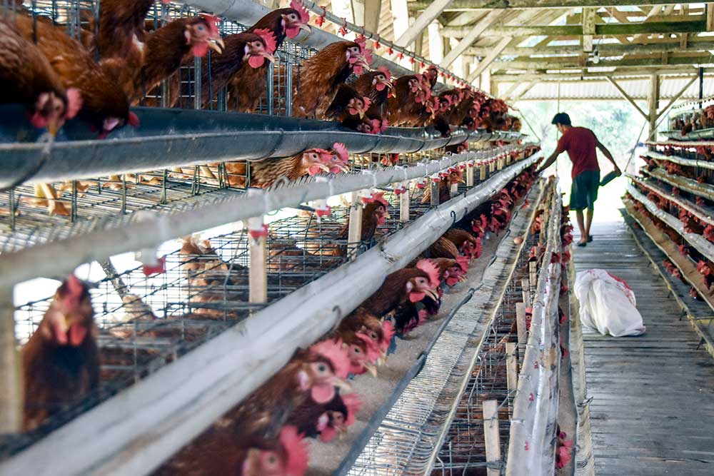Pekerja memberikan pakan ayam petelur di Manonjaya, Kabupaten Tasikmalaya, Jawa Barat, Rabu (7/6/2023). Kementerian Perdagangan membuka opsi untuk kembali menyalurkan subsidi jagung bagi peternak agar harga pakan ternak terkendali dan dapat menurunkan harga telur. ANTARA FOTO/Adeng Bustomi