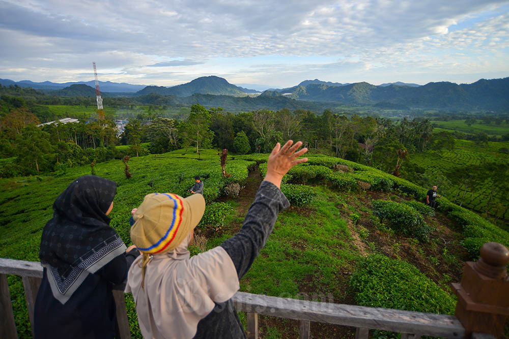 Pengunjung berwisata saat Teawalk, di perkebunan teh Liki PT Mitra Kerinci Solok Selatan, Sumatera Barat, Jumat (9/6/2023). PT Mitra Kerinci yang memilki 2.025 hektare kebun teh itu mengembangkan agrowisata khusus sekaligus edukasi kepada wisatawan yang ingin menikmati suasana di kebun teh dengan suguhan panorama Gunung Kerinci. ANTARA FOTO/Iggoy el Fitra