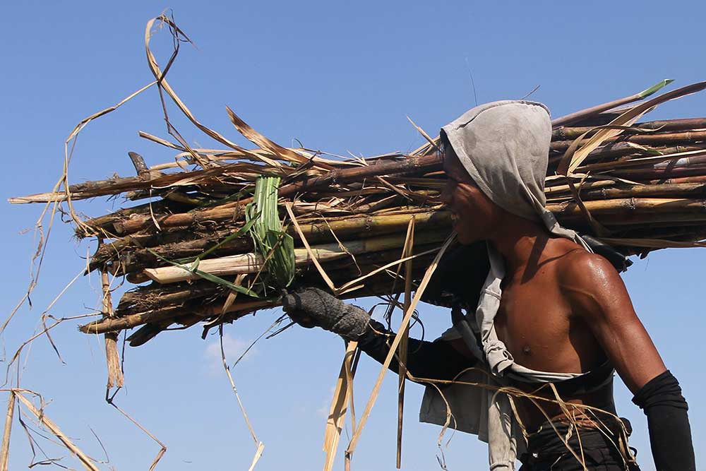 Produksi Tebu Di Jawa Timur Menjadi Yang Tertinggi Nasional Mencapai 17 ...