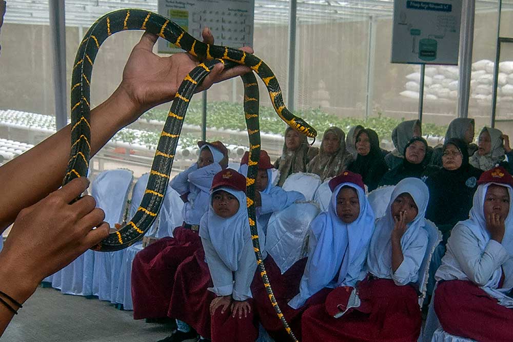 Seorang pegiat mengenalkan ular kepada siswa di Keposong, Tamansari, Boyolali, Jawa Tengah, Senin (18/9/2023). Pengenalan ular yang dilakukan oleh Komunitas Oemah Ulo bertujuan untuk mengedukasi siswa dan warga terhadap berbagai ular liar berbisa tentang cara penangannya agar rantai makanan di lingkungan tetap terjaga. ANTARA FOTO/Aloysius Jarot Nugroho