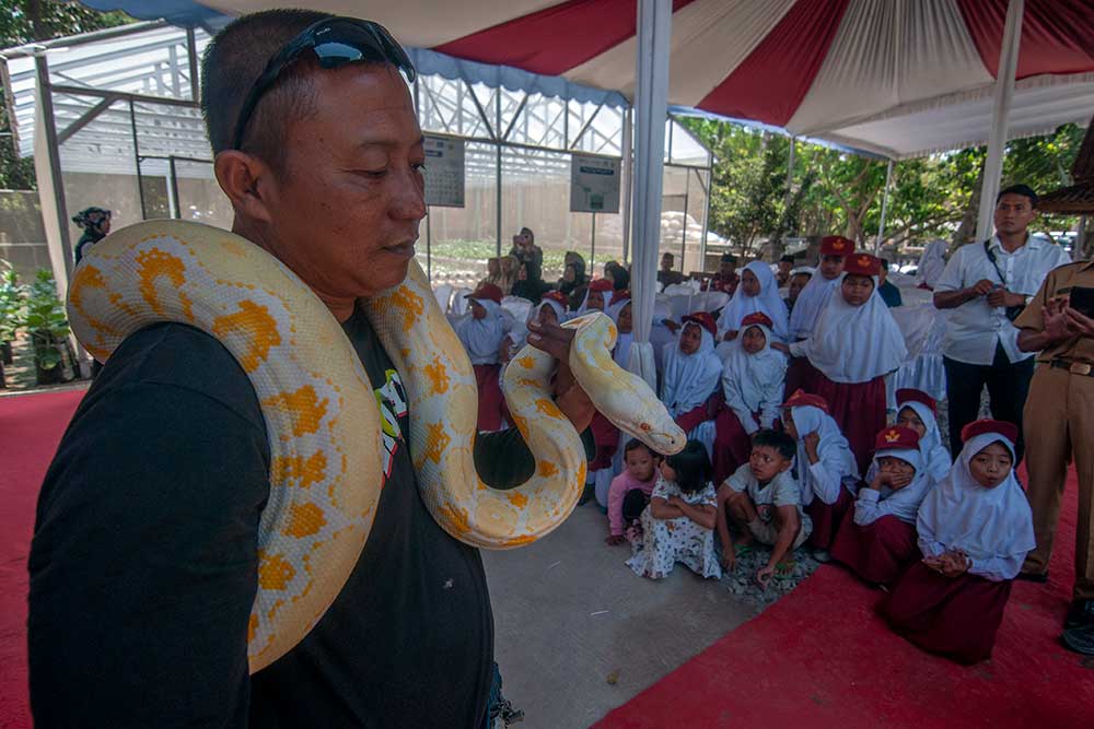 Seorang pegiat mengenalkan ular kepada siswa di Keposong, Tamansari, Boyolali, Jawa Tengah, Senin (18/9/2023). Pengenalan ular yang dilakukan oleh Komunitas Oemah Ulo bertujuan untuk mengedukasi siswa dan warga terhadap berbagai ular liar berbisa tentang cara penangannya agar rantai makanan di lingkungan tetap terjaga. ANTARA FOTO/Aloysius Jarot Nugroho