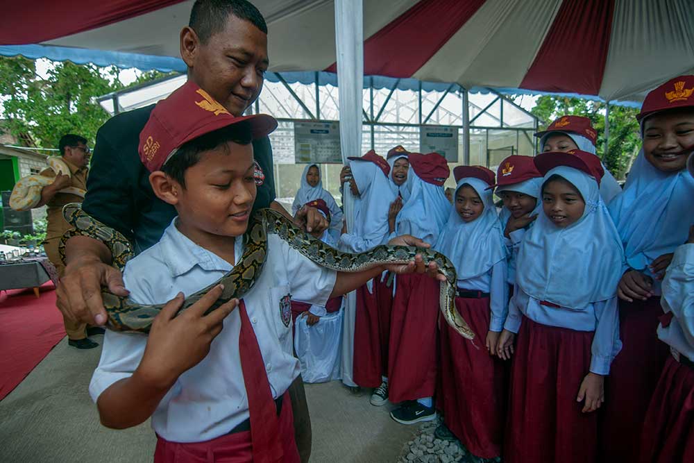 Seorang siswa memegang ular saat kegiatan pengenalan ular di Keposong, Tamansari, Boyolali, Jawa Tengah, Senin (18/9/2023). Pengenalan ular yang dilakukan oleh Komunitas Oemah Ulo bertujuan untuk mengedukasi siswa dan warga terhadap berbagai ular liar berbisa tentang cara penangannya agar rantai makanan di lingkungan tetap terjaga. ANTARA FOTO/Aloysius Jarot Nugroho