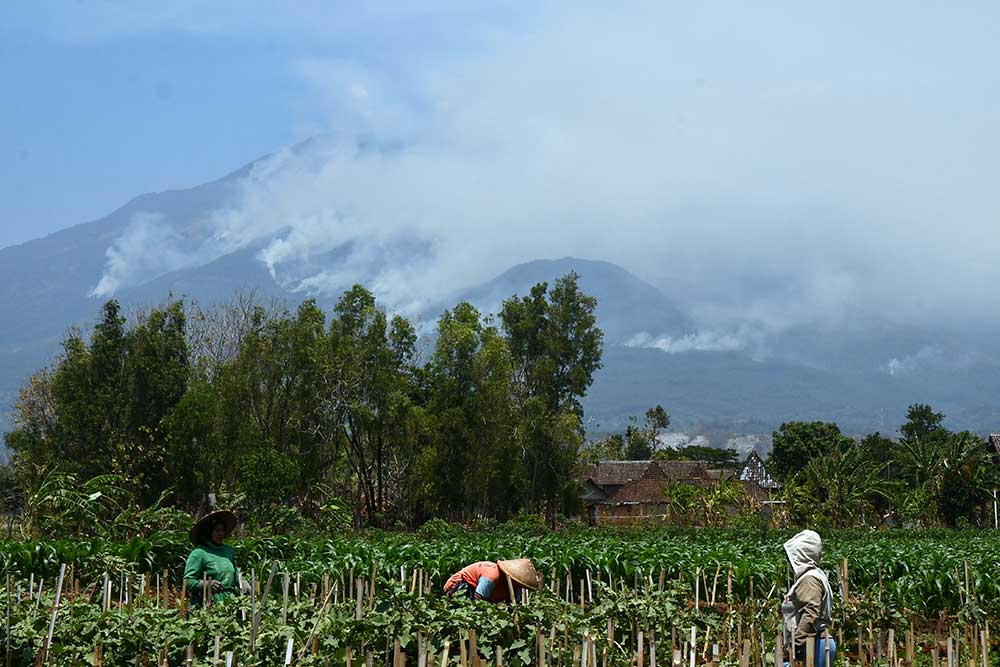 Kebakaran Hutan Di Gunung Lawu Terus Meluas