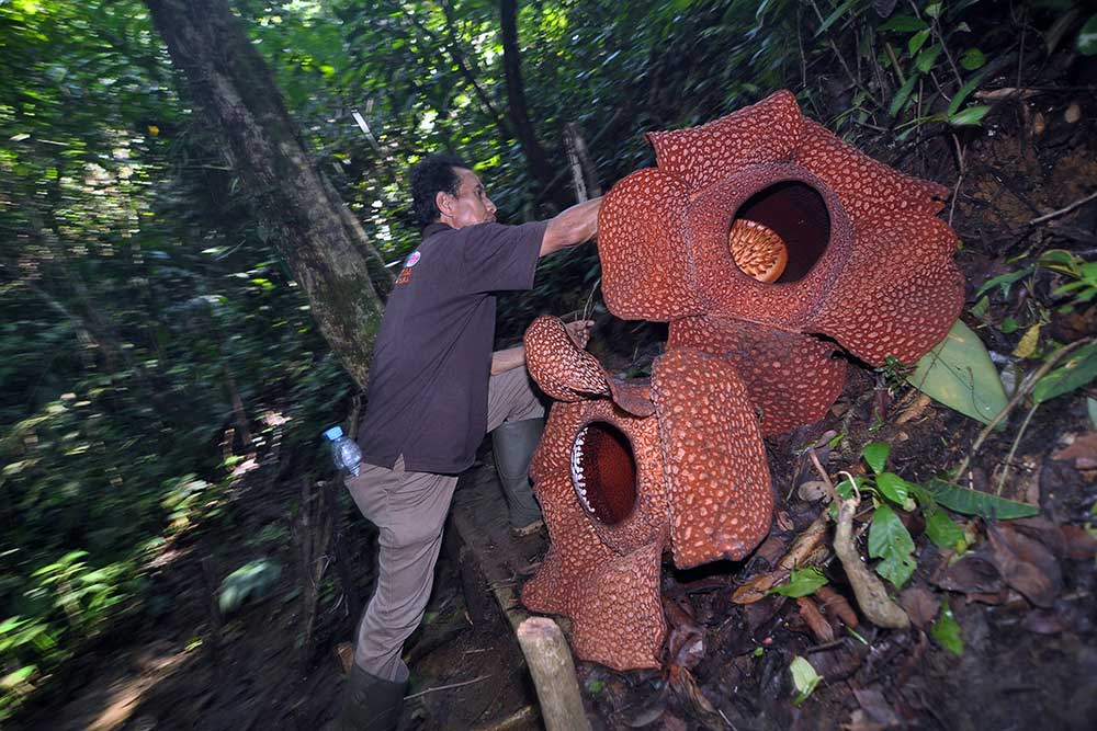 Bunga Rafflesia Arnoldi Kembar Mekar Bersama di Taman Konservasi Puspa ...