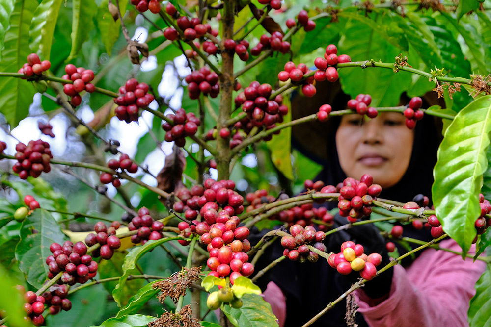 Hasil panen kopi di Temanggung menurun