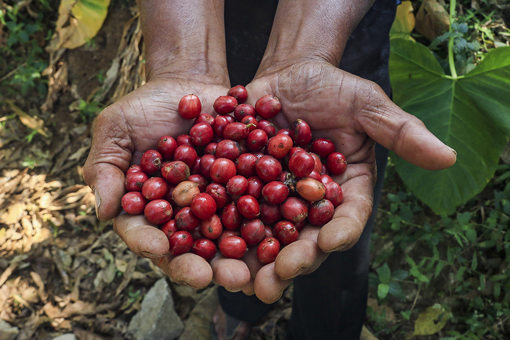 Budidaya Kopi Robusta Hidupkan Kembali Jejak Sejarah dan Ekonomi di Gunung Gambar