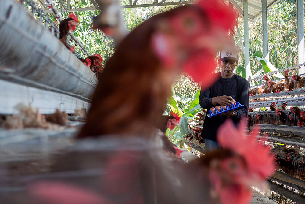 Pemerintah Tetapkan Harga Acuan Minimum Telur Ayam dan Live Bird Mulai 15 Juli 2026