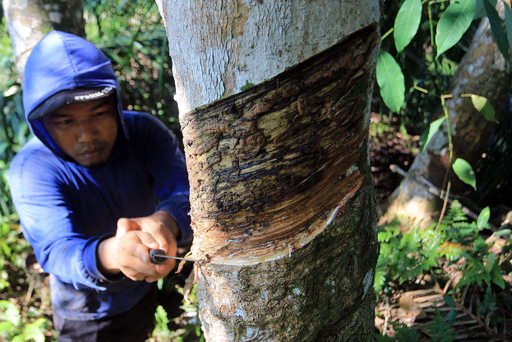 Harga Getah Karet di Tingkat Petani Turun Akibat Cuaca dan Lemahnya Permintaan Global