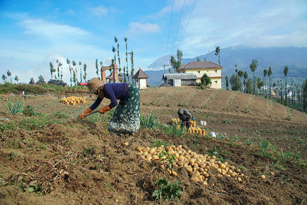 Musim Kemarau Tiba, Petani Mulai Panen Kentang dan Beralih ke Kubis serta Bawang Daun