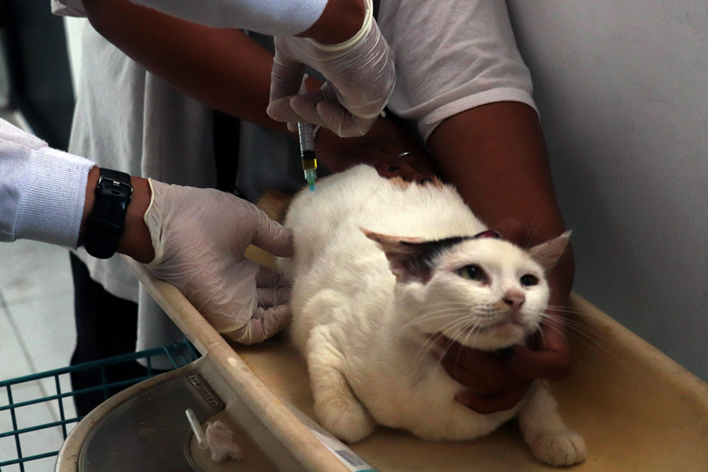 Layanan Kesehatan Hewan Gratis di Blitar Cegah Penyakit Zoonosis