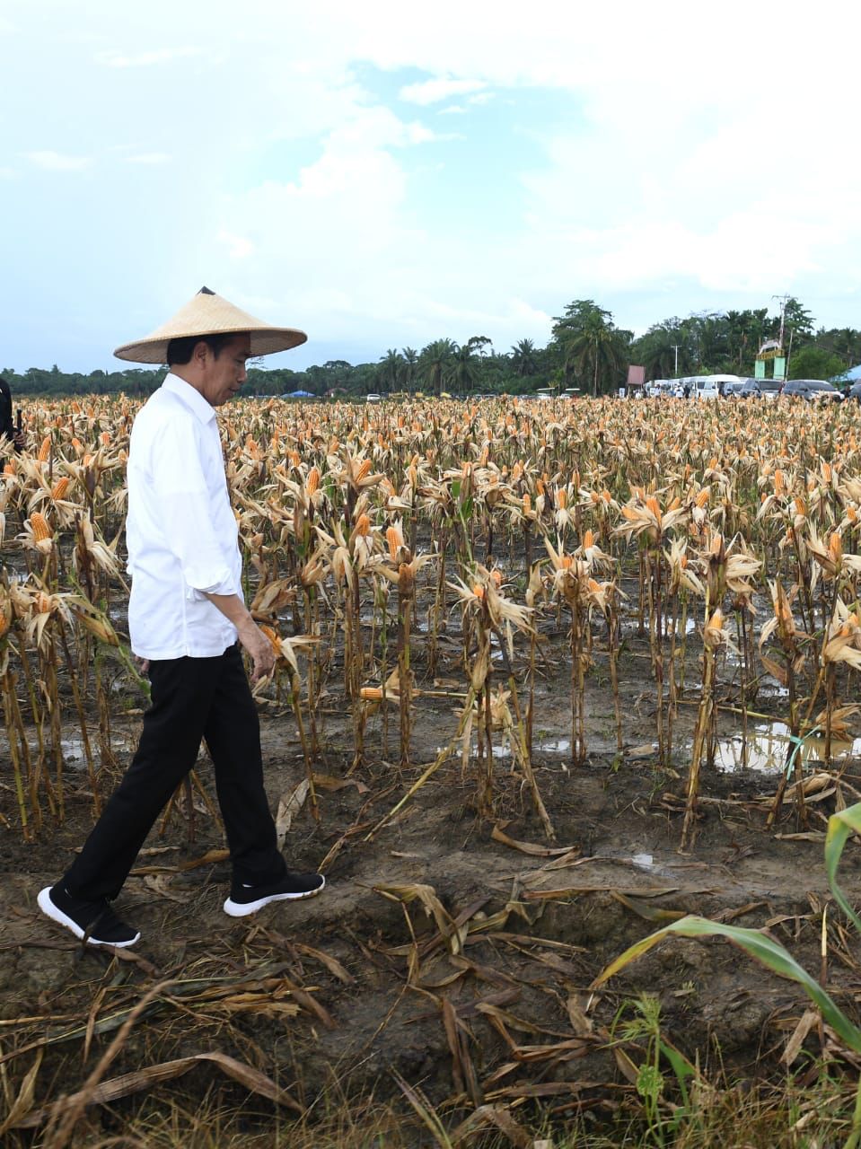 Soeharto, Jokowi dan Mimpi Semu Proyek Food Estate