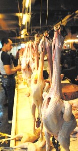  Harga daging ayam  mulai turun