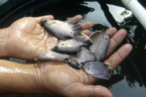  Bio Farma Tebar Benih Ikan di Cikapundung