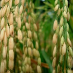 Petani keluhkan label beras organik oleh pemerintah