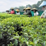 Produksi teh PTPN VIII 2011 naik 10%