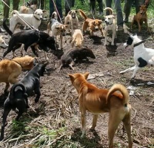  Wisata berburu babi hutan di Jatinangor