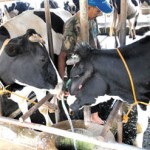  Rp43,2 Miliar untuk selamatkan sapi betina di Jabar