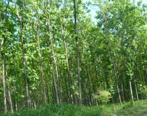  'Pengelolaan hutan bersama bisa atasi kemiskinan'